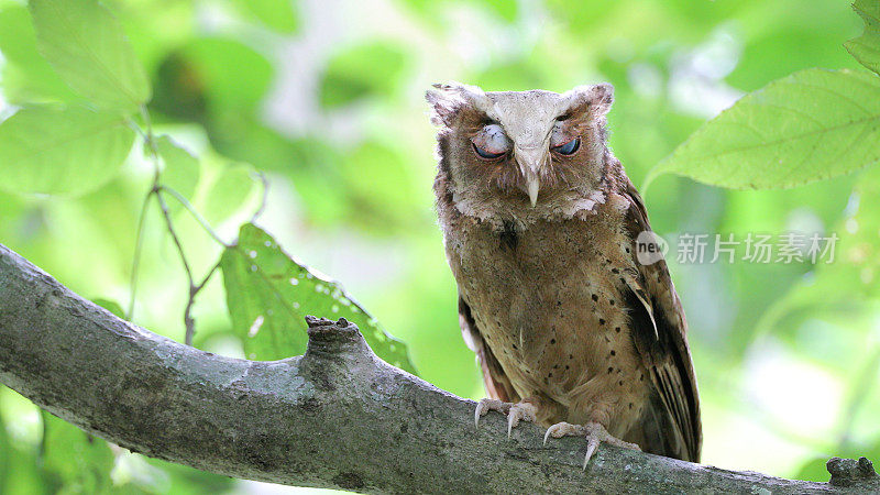 夜行鸟:成年白额镜鸮(Otus sagittatus)。